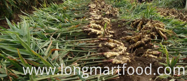 OEM Customized Packaging Flavor Herbal Tea Honey Ginger Drink with Lemon